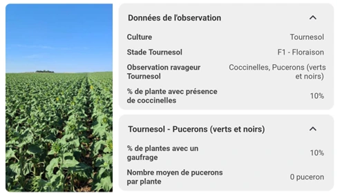 Field observation captured on a smartphone: plot photo alongside the completed form data