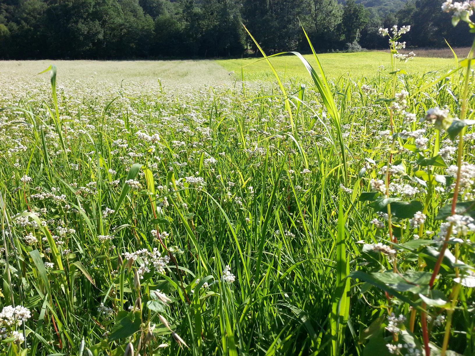 Landfiles can help farms adapt to climate change