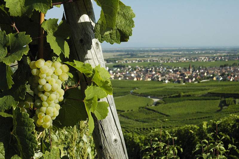 Observation des risques liés au changement climatique en vigne et expérimentation participative pour s’y adapter