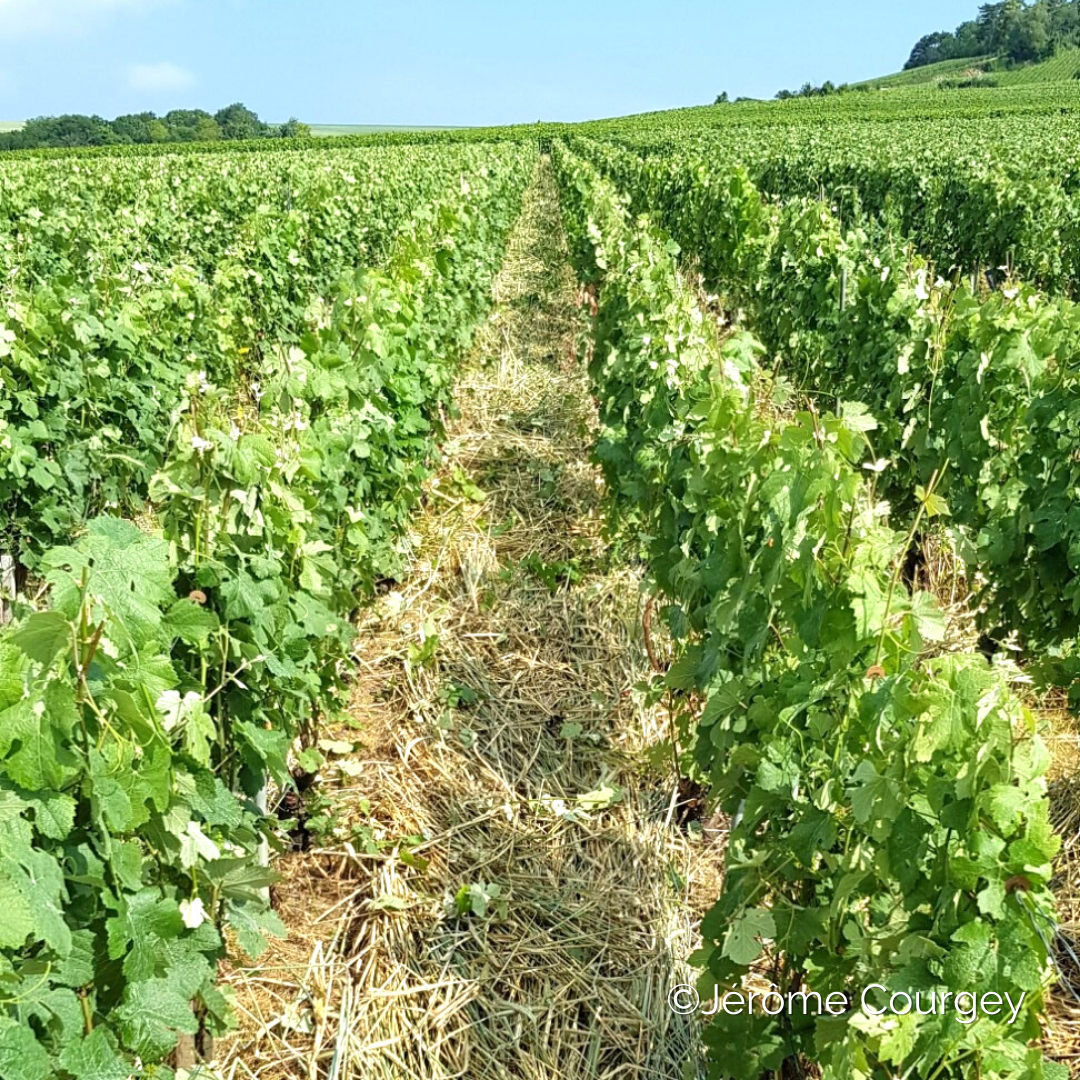 Couverts végétaux temporaires sur sols viticoles - Entraid