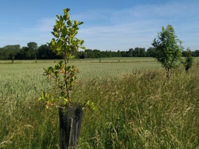 tree planting in agroforestry fields